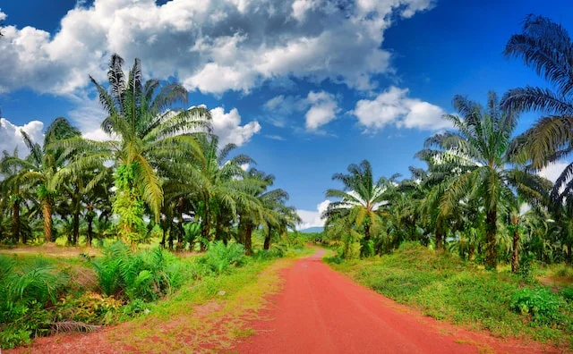 Palm Oil Vegetation